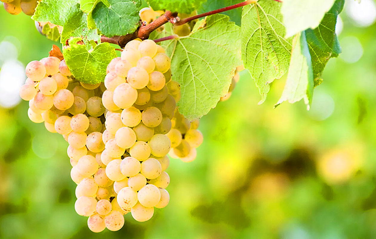 6 flessen Atlantique Sauvignon Blanc (750 ml)