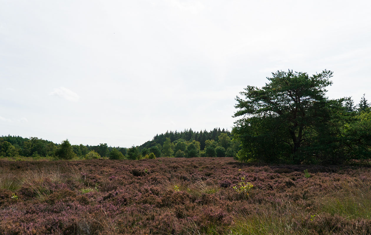 Wandeling en wijnproeverij bij De Kasteelhoeve (4p.)