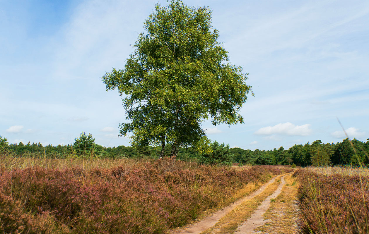 Wandeling en wijnproeverij bij De Kasteelhoeve (4p.)