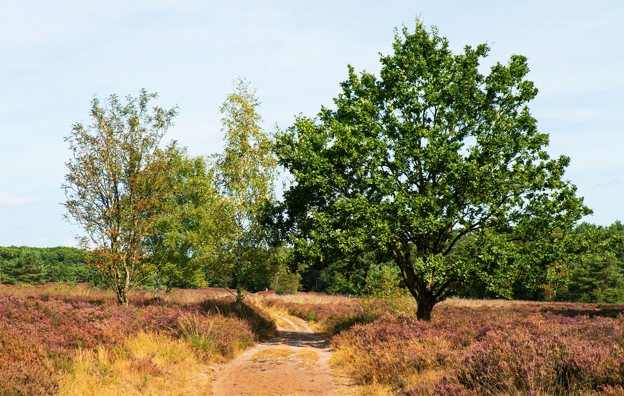 Wandeling en wijnproeverij bij De Kasteelhoeve (4p.)