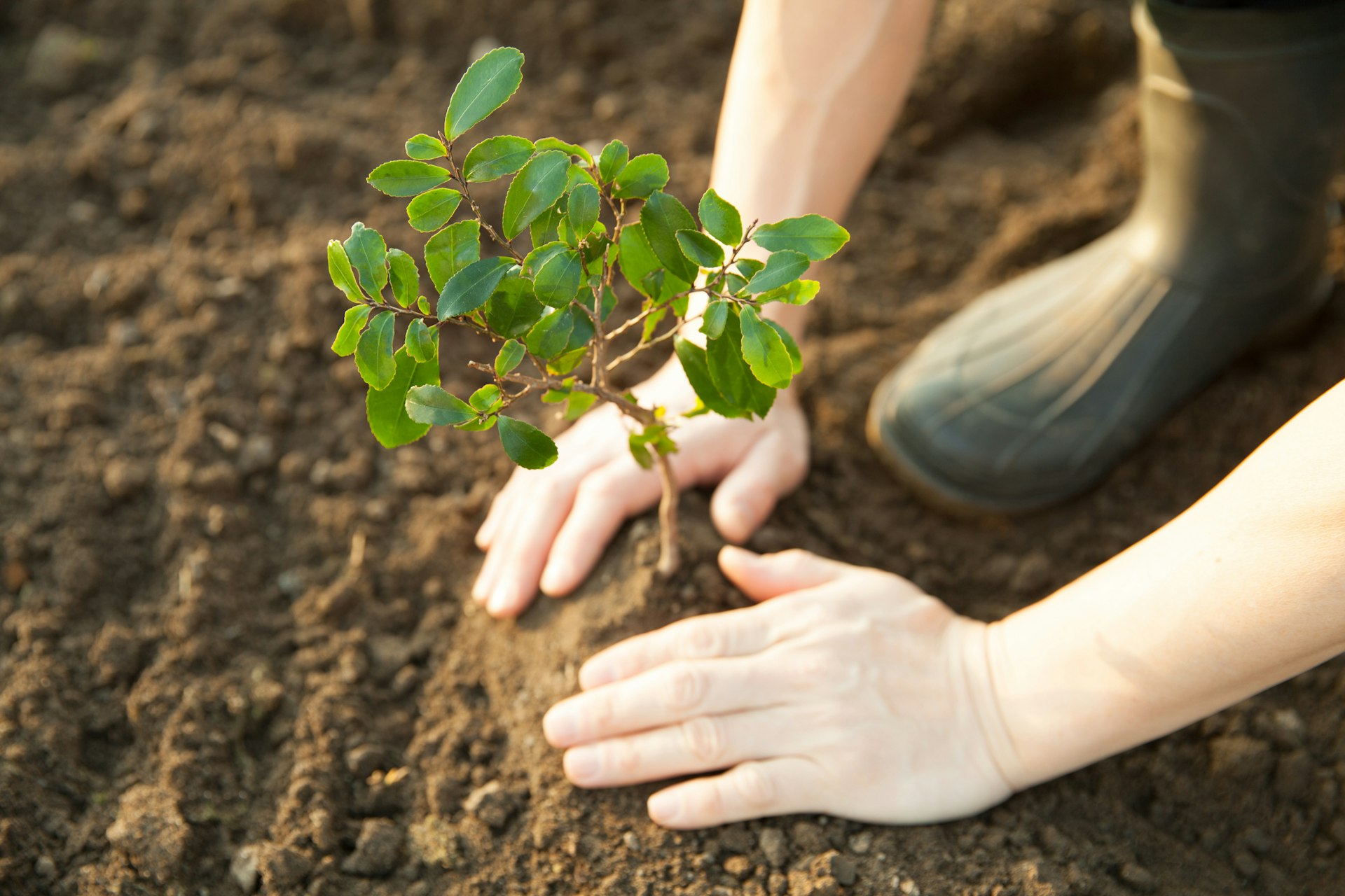 Hoe planten je leven, huis en hoofd verrijken