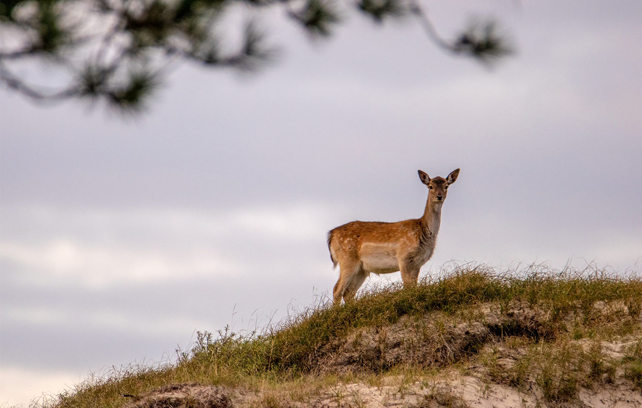 Hotelovernachting bij Hotel Bom in Zeeland (2p.)
