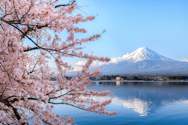 Kersenbloesembomen in Japan