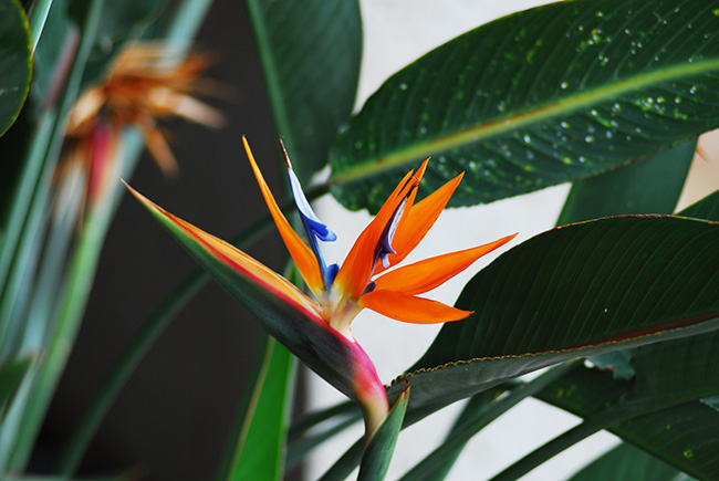 De beste kamerplanten voor jou | VakantieVeilingen | Bied mee