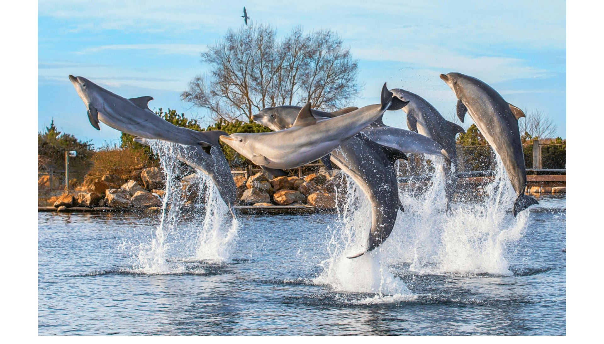 Ontdek de magie van het Dolfinarium