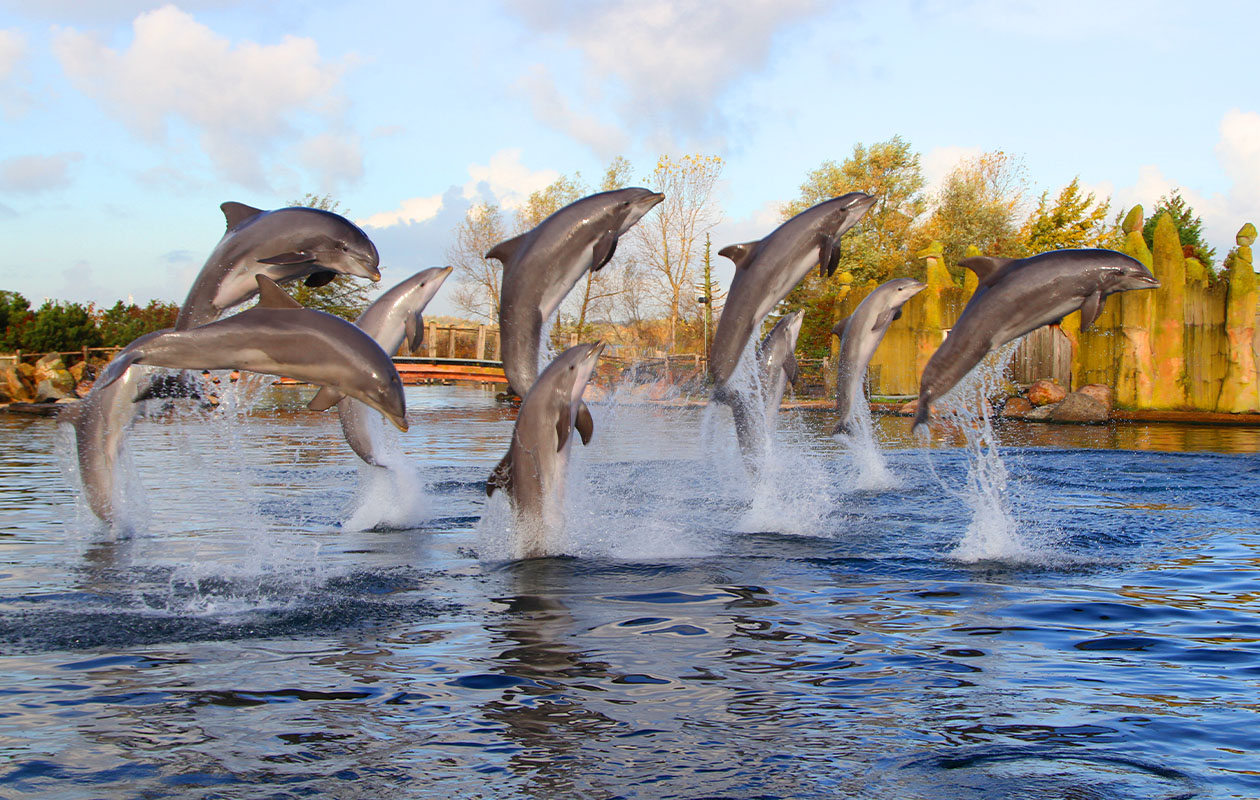 Ontdek de magie van het Dolfinarium