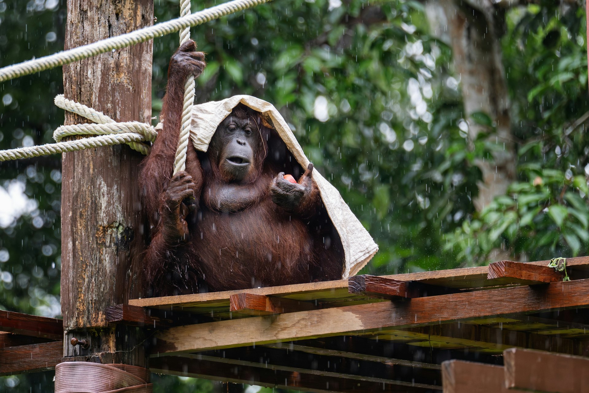Parc Animalier de Bouillon : un voyage sauvage au cœur des Ardennes