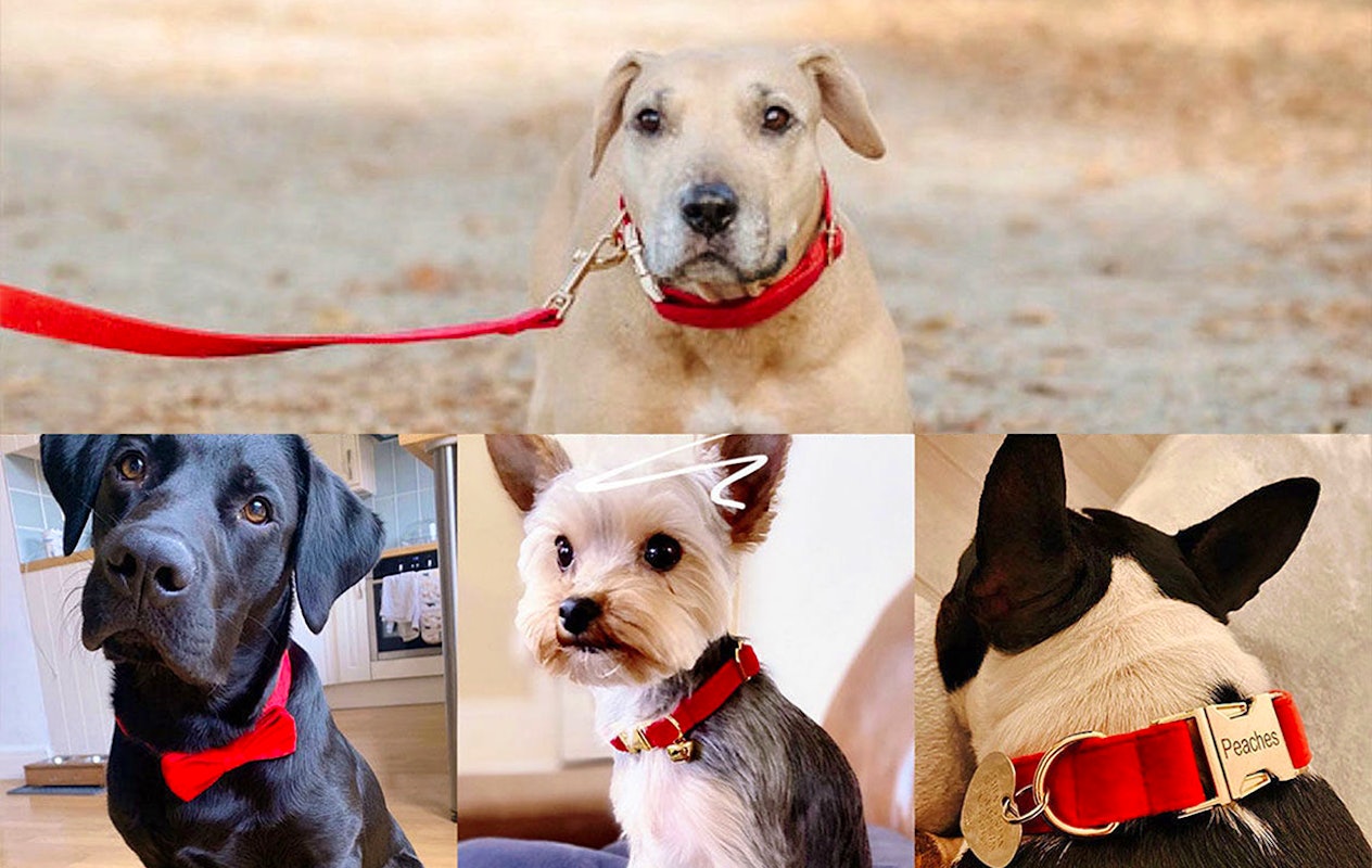 Ontvang €20 korting op een gepersonaliseerde halsband voor je huisdier