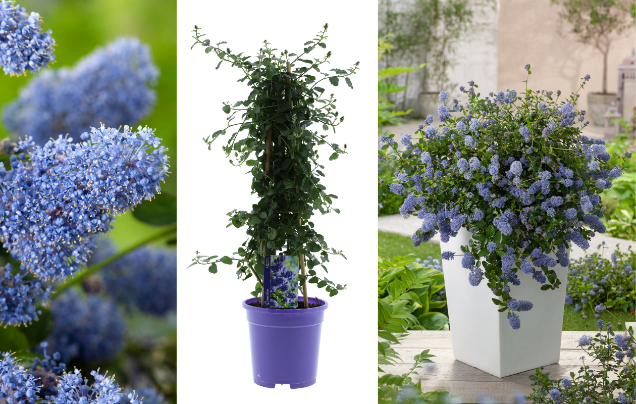 1x Lilas de Californie XL Pyramide