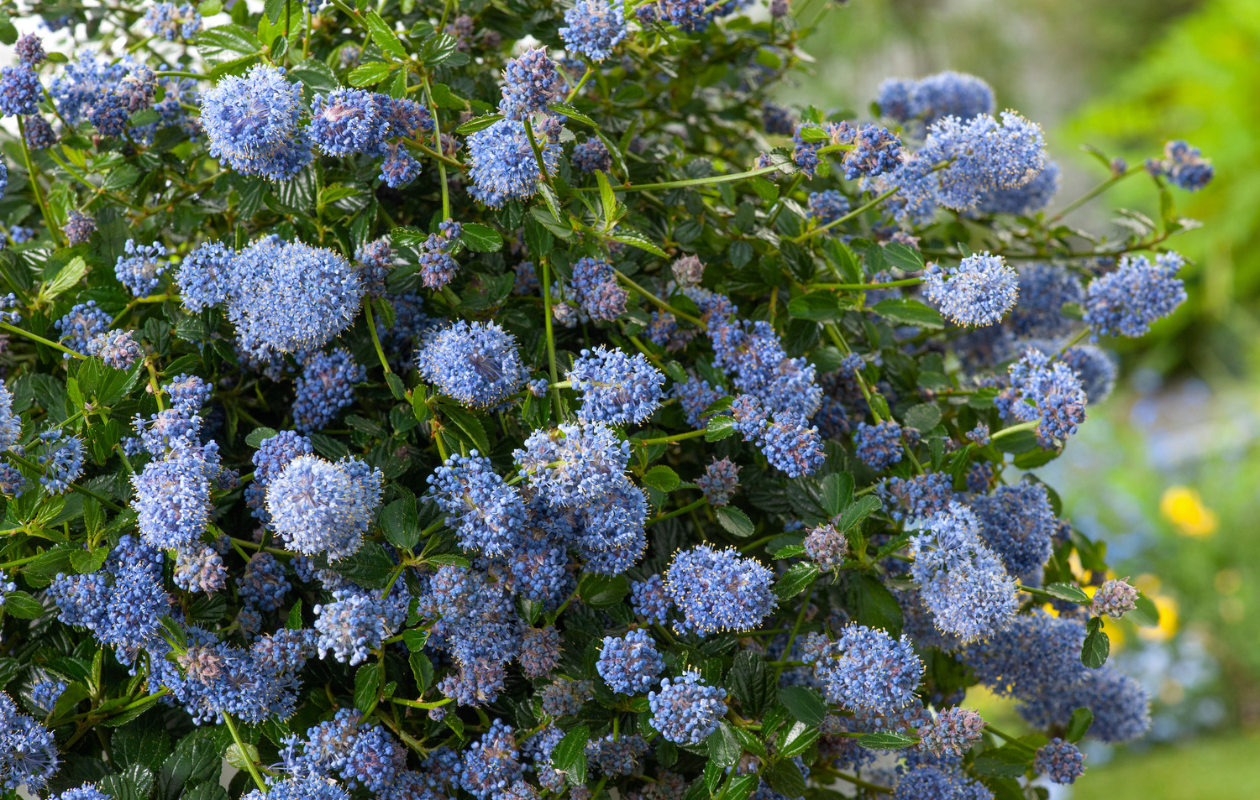 1x Lilas de Californie XL Pyramide