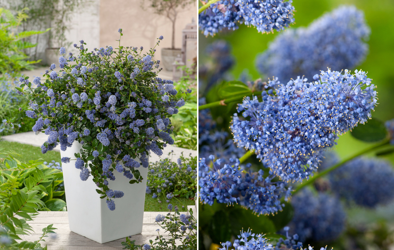 1x Lilas de Californie XL Pyramide