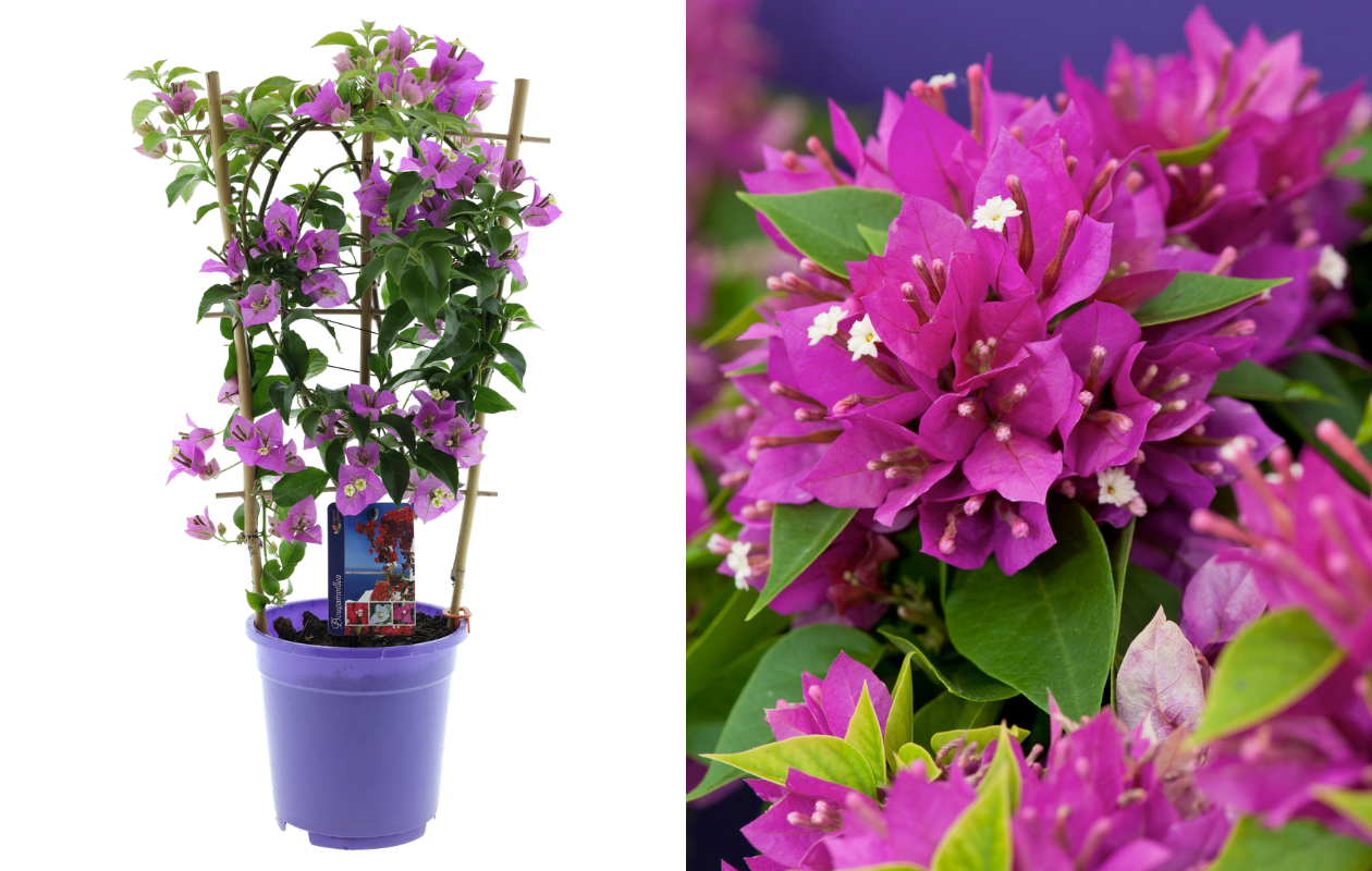 1x Bougainvillea glabra ‘Alexandra’ violet