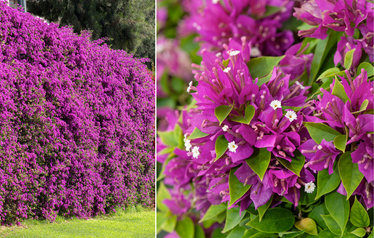 1x Bougainvillea glabra ‘Alexandra’ violet