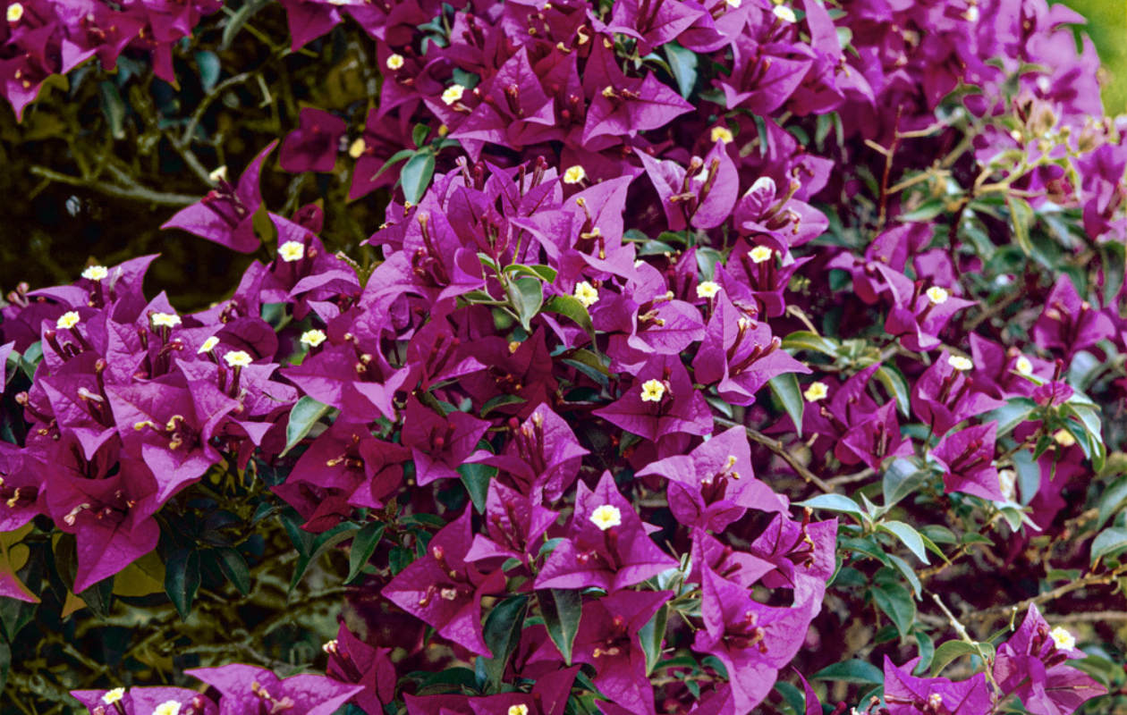 1x Bougainvillea glabra ‘Alexandra’ violet