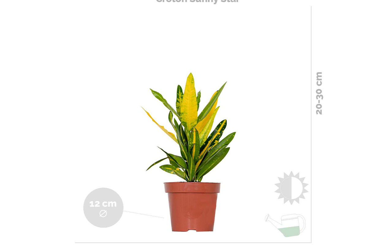 Set van 3 luchtzuiverende kamerplanten 20 - 45 cm