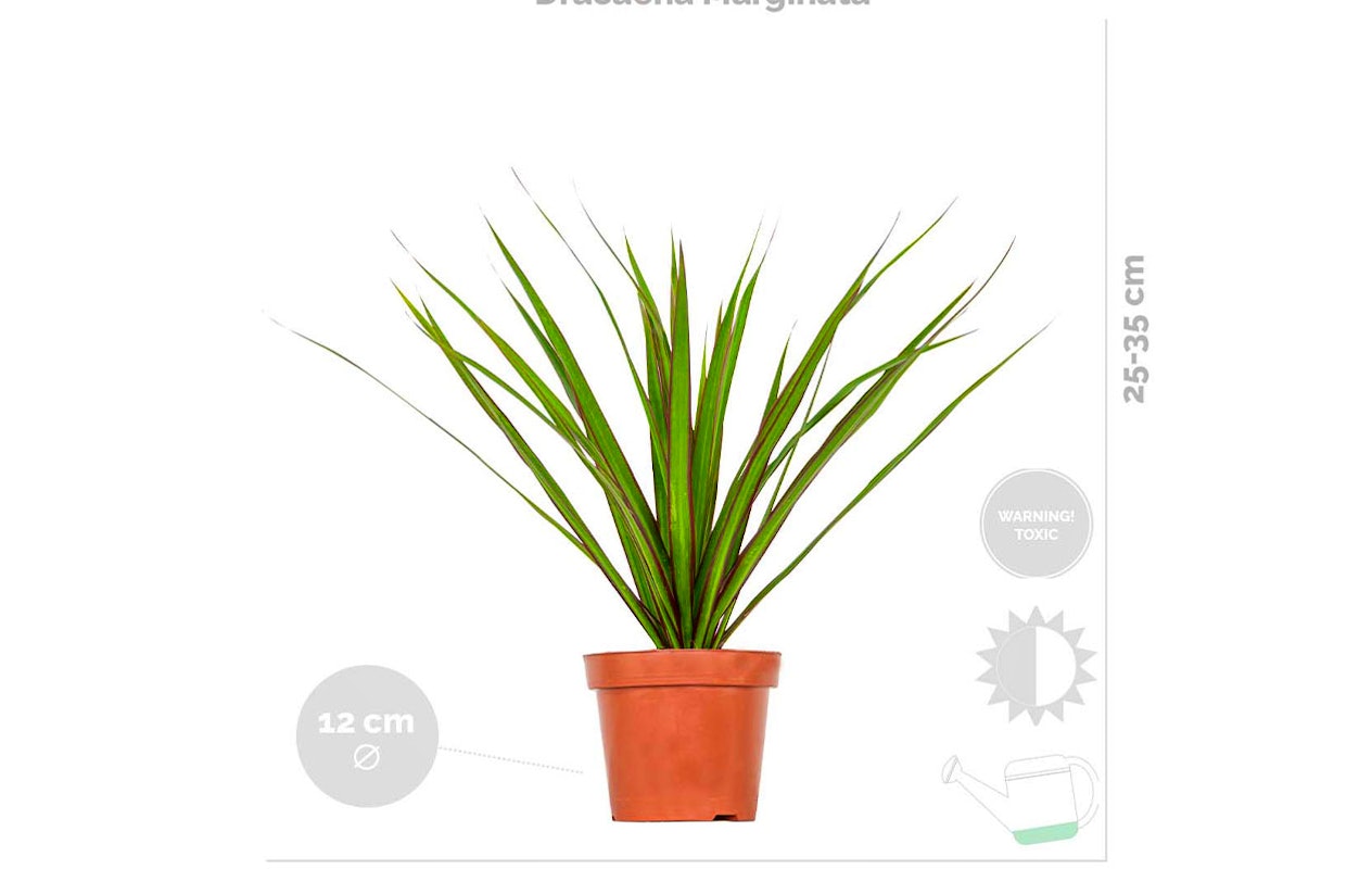 Lot de 3 plantes d’intérieur dépolluantes 20 - 45 cm