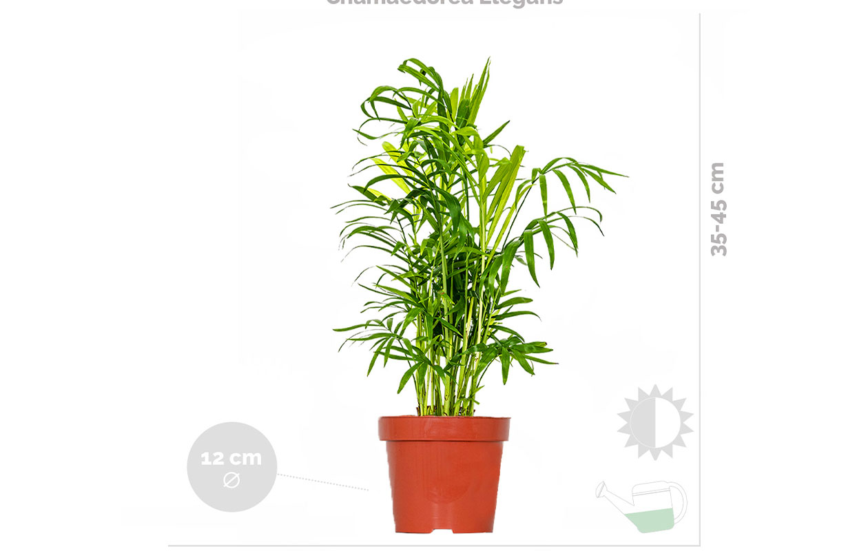 Set van 3 luchtzuiverende kamerplanten 20 - 45 cm