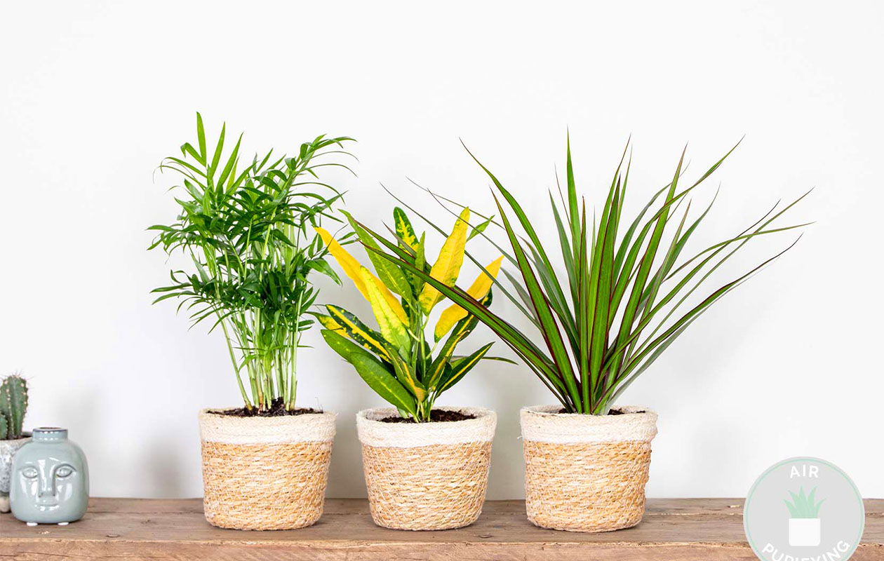 Set van 3 luchtzuiverende kamerplanten 20 - 45 cm