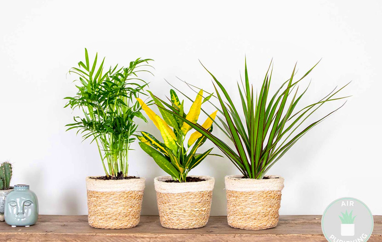 Lot de 3 plantes d’intérieur dépolluantes 20 - 45 cm