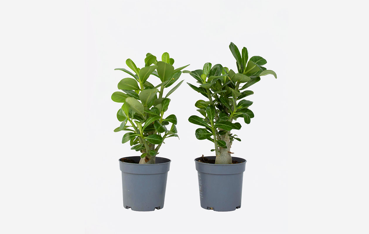 Set van 2 Adenium ‘Woestijnrozen’ | Win met korting | VakantieVeilingen