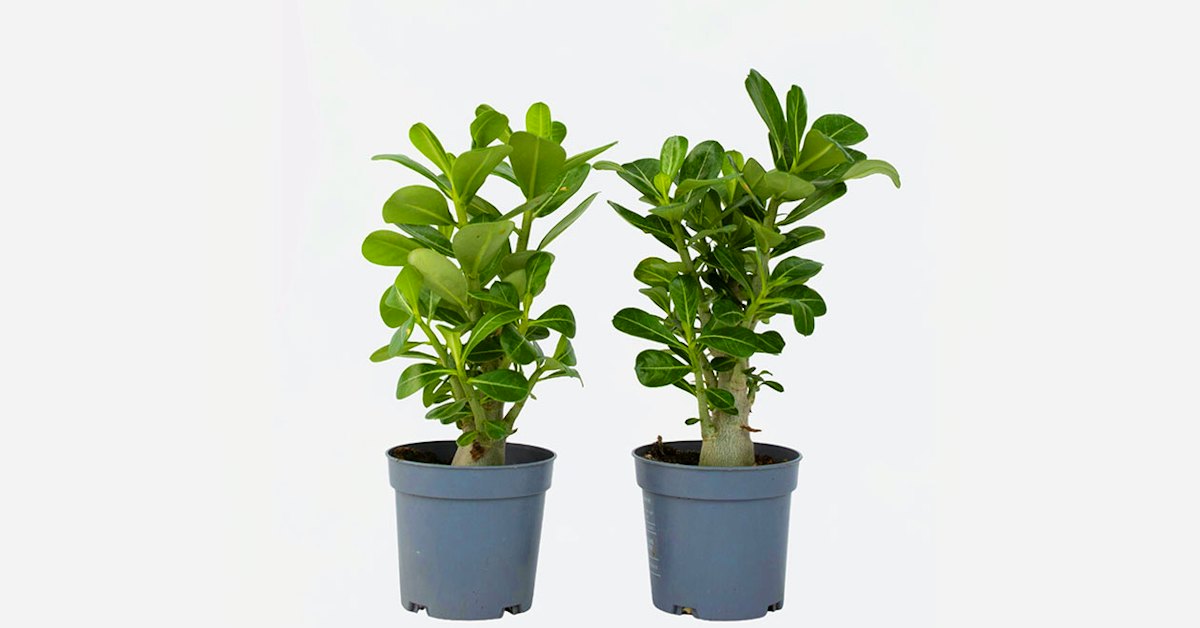 Adenium Win Set van 2 Adenium ‘Woestijnrozen’ | Win met korting | VakantieVeilingen