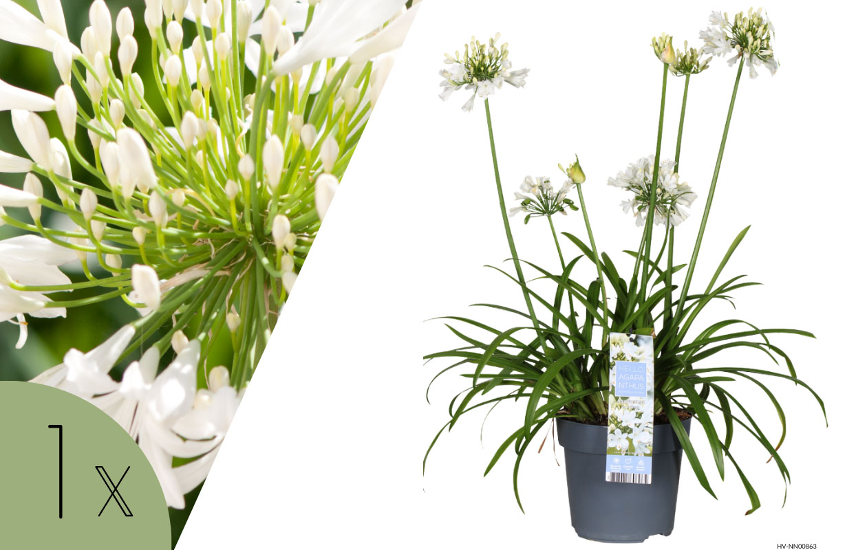 Agapanthe bleue ou blanche 