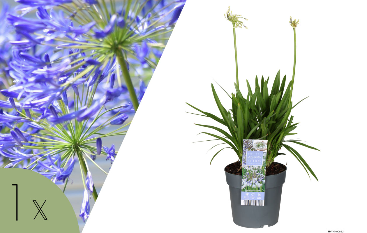 Agapanthe bleue ou blanche 