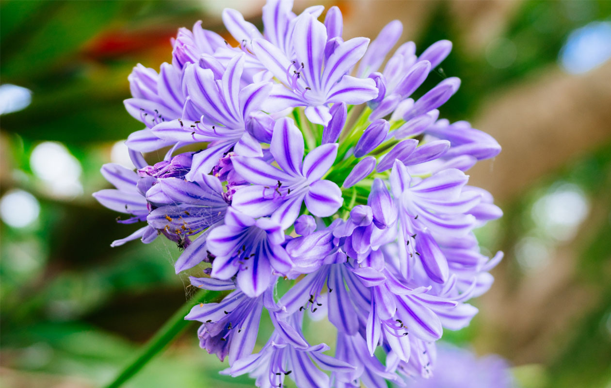Agapanthe bleue ou blanche 