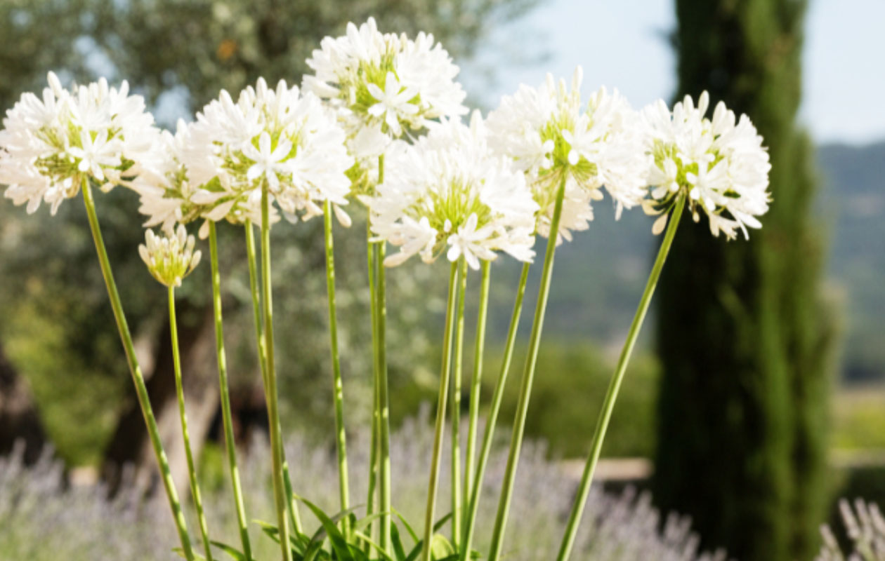 Agapanthe bleue ou blanche 