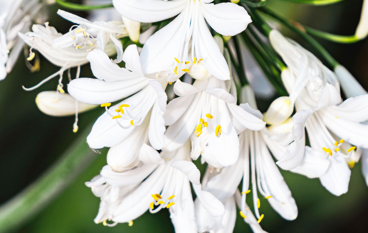 Agapanthe bleue ou blanche 