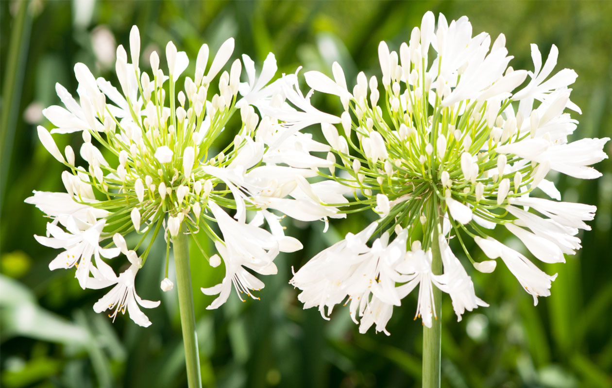 Agapanthe bleue ou blanche 