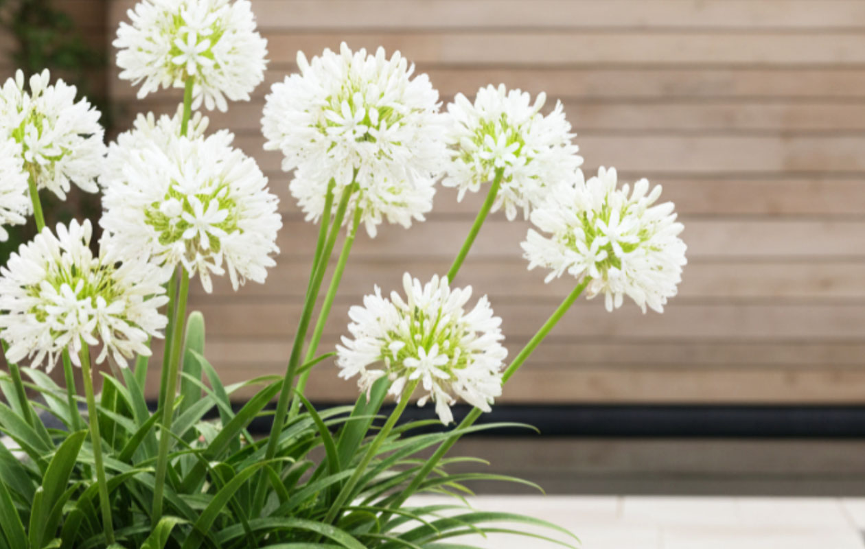 Agapanthe bleue ou blanche 