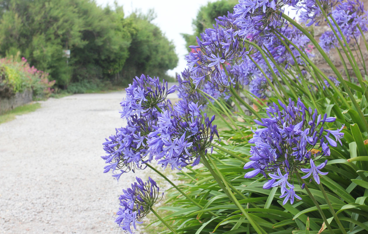 Agapanthe bleue ou blanche 