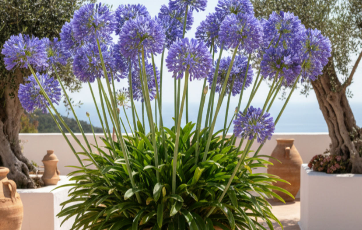 Agapanthe bleue ou blanche 