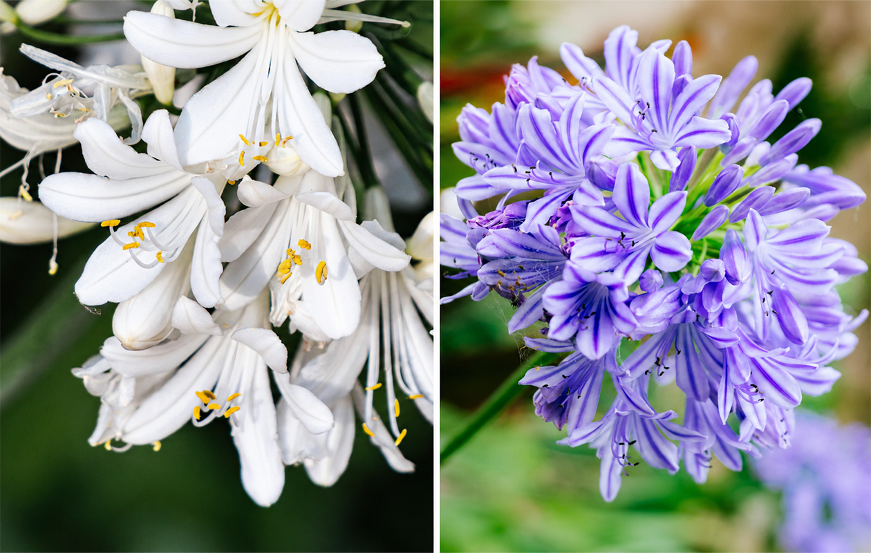Agapanthe bleue ou blanche 