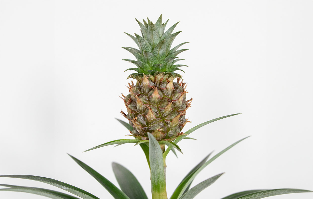 Ananas Plant - Ananas Mi Amigo (30 - 40 cm)  