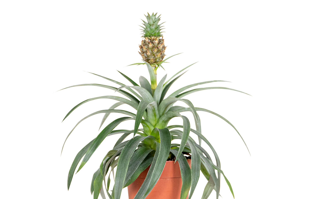 Ananas Plant - Ananas Mi Amigo (30 - 40 cm)  
