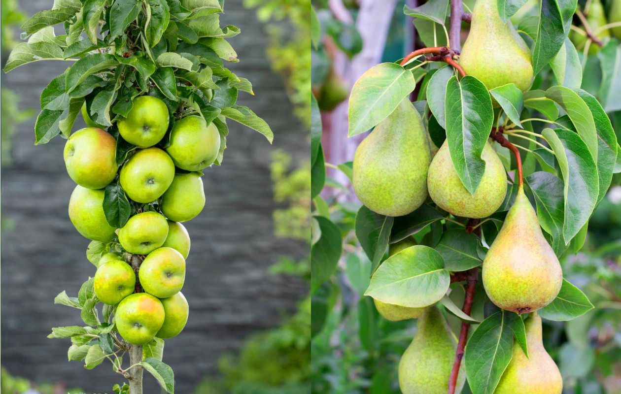 Appel- of perenboom