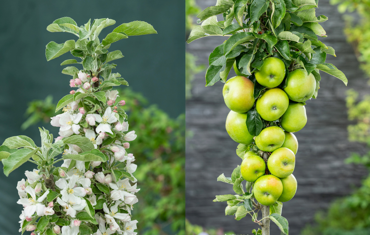 Appel- of perenboom
