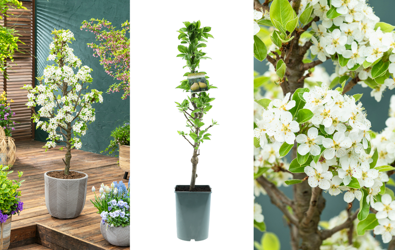 Appel- of perenboom