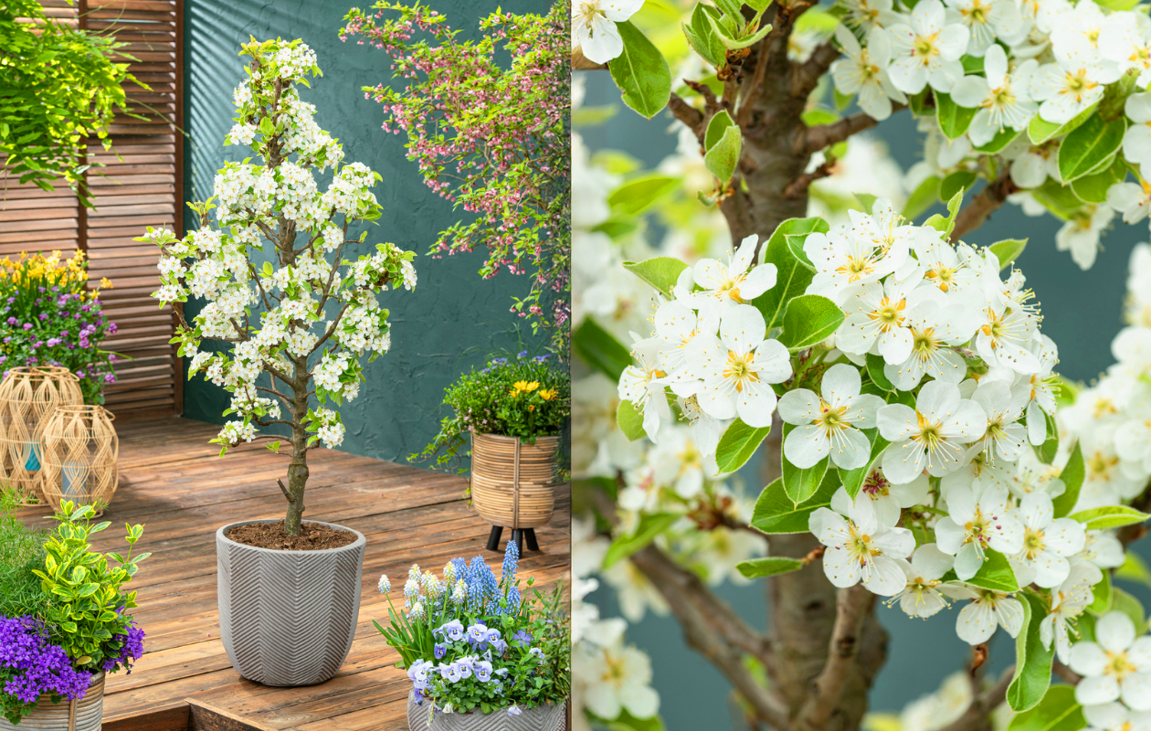 Appel- of perenboom