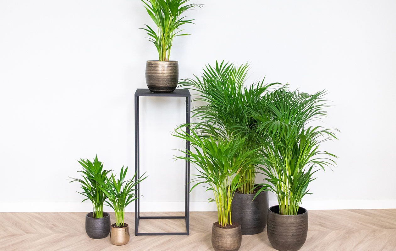 Dypsis Lutescens - Areca Goudpalm (100-110 cm)