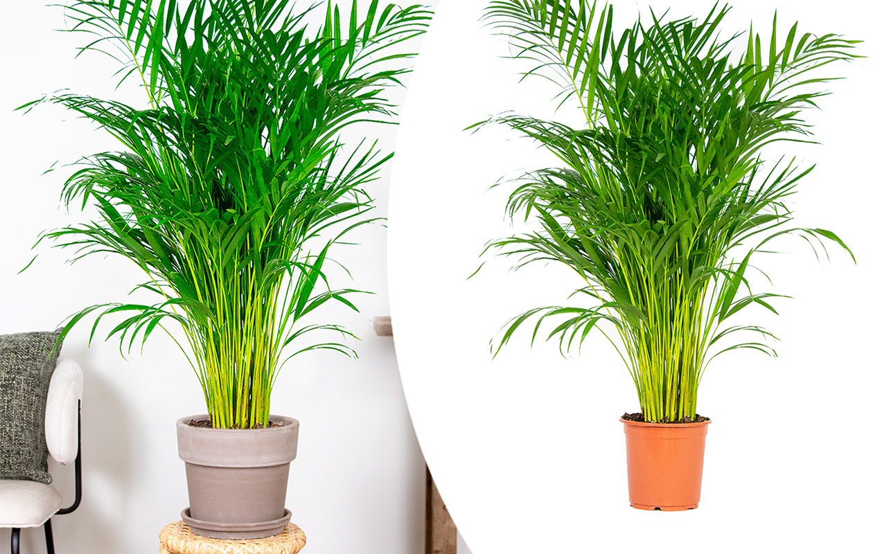 Dypsis Lutescens - Areca Goudpalm (100-110 cm)