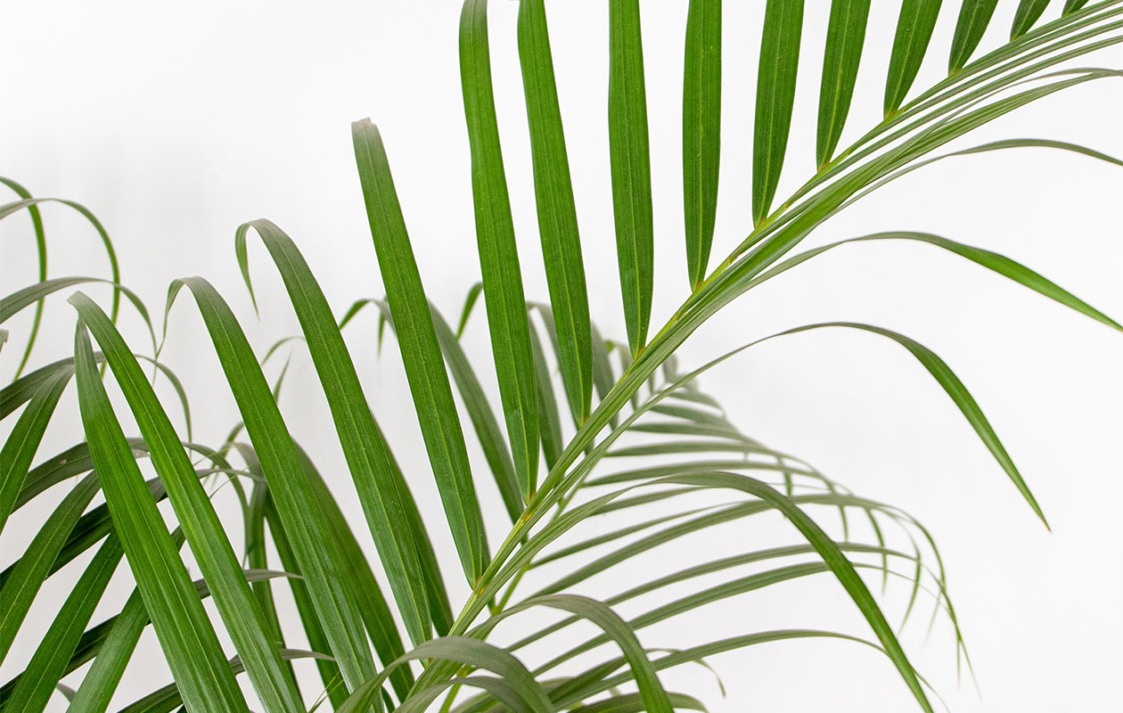 Dypsis Lutescens - Areca Goudpalm (100-110 cm)