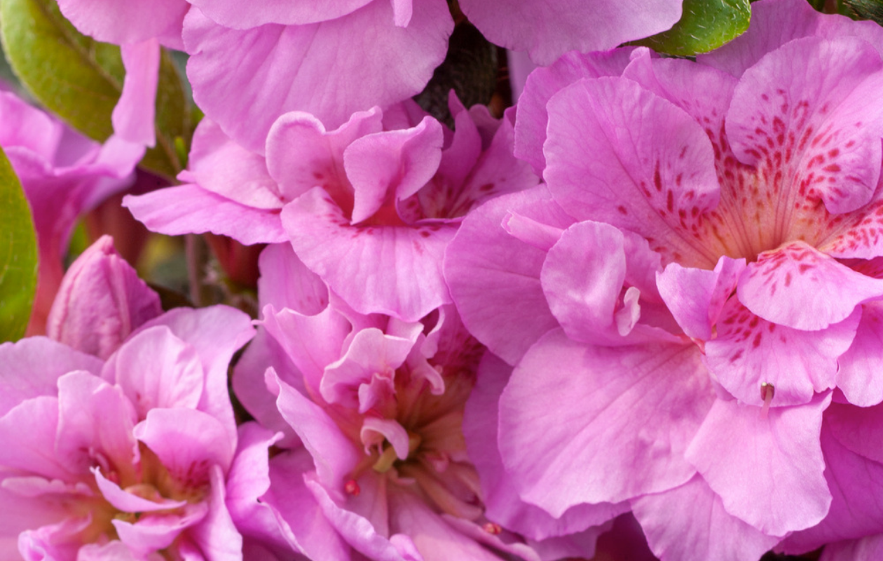 Azalea Mix – Set van 4 stuks