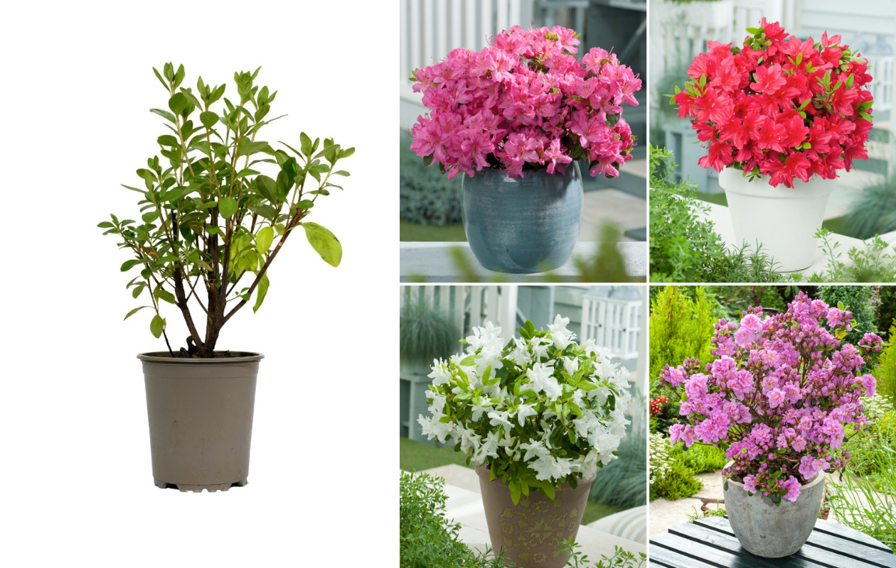 Azalea Mix – Set van 4 stuks