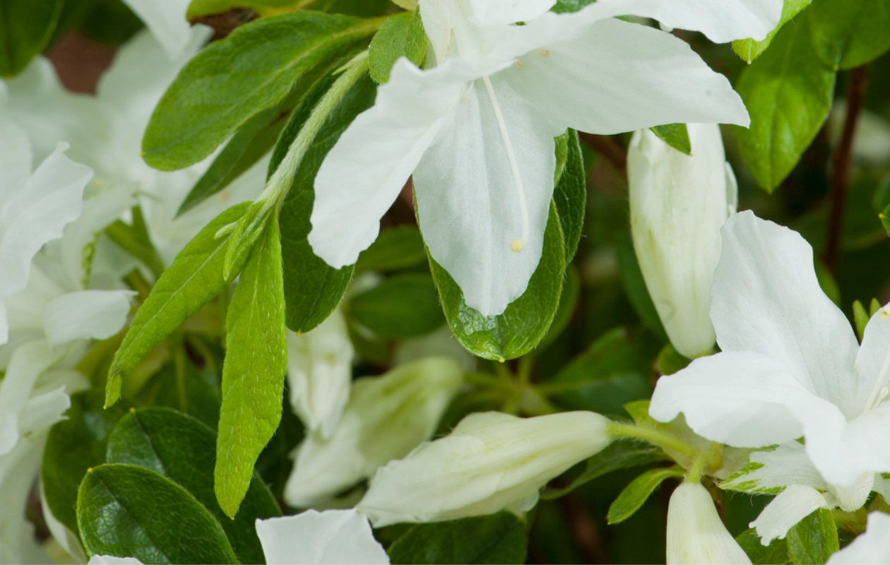 Azalea Mix – Set van 4 stuks