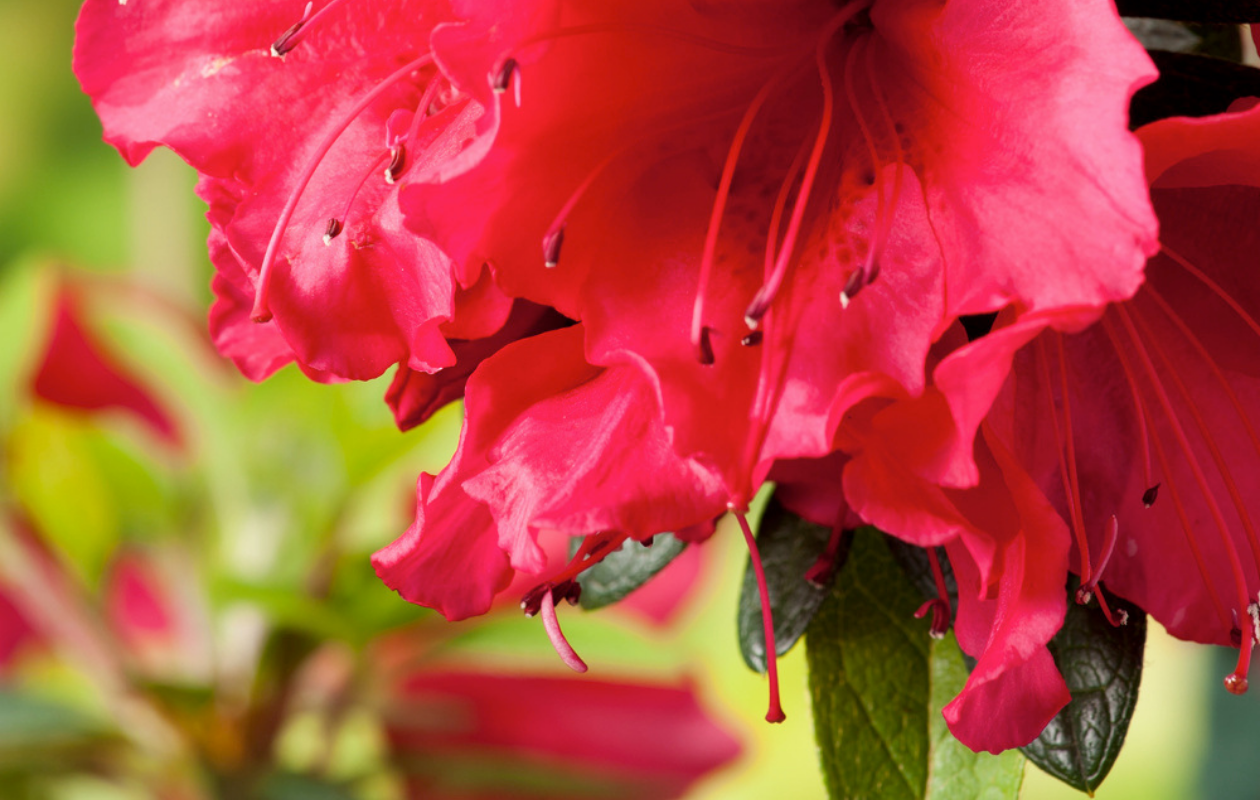 Azalea Mix – Set van 4 stuks