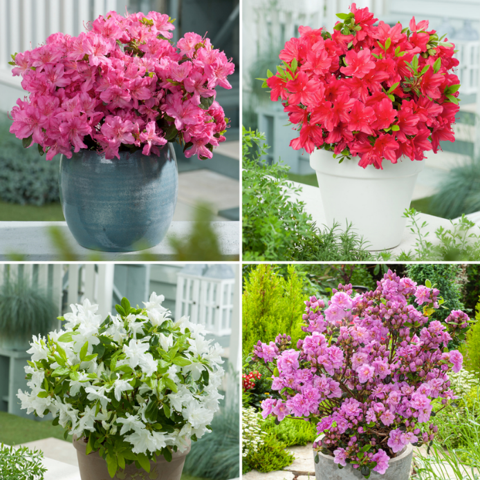 Azalea Mix – Set van 4 stuks | Win met korting | VakantieVeilingen