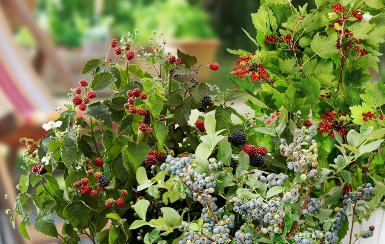Set van 3 Biologische fruitplanten "Vruchtenparty"